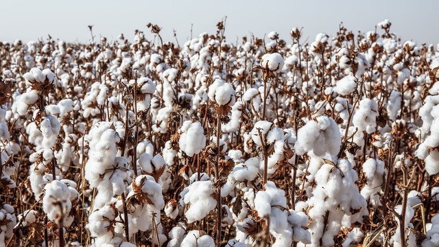 朋友辞职去*疆新**包了1000亩地，大家觉得有搞头吗