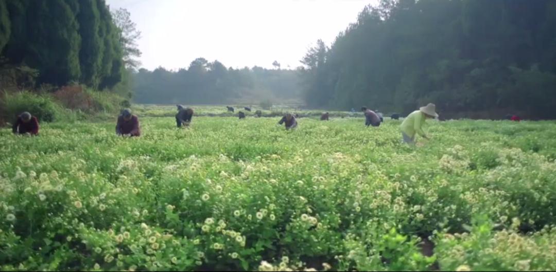 草际风来作药香寻找中国好营养