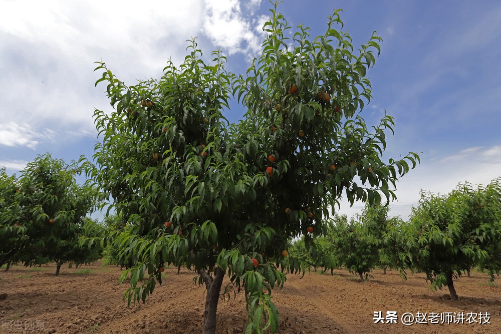 桃树怎样管理不会掉落,桃树怎么管理最好方法