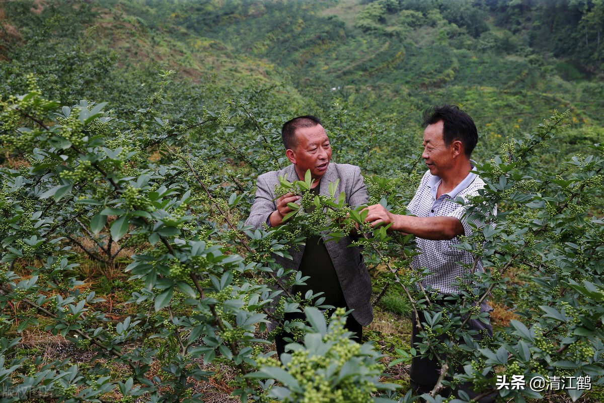 花椒树的种子有哪几种种植方法,花椒树种子直接种入土中种植方法