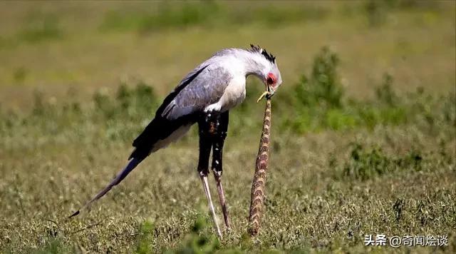 鬣狗捕食动物图片,鬣狗捕杀巨蟒