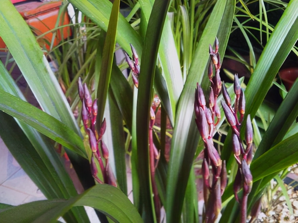 最香的五种兰花哪种兰花耐寒,春夏秋冬四季各是哪几个兰花品种