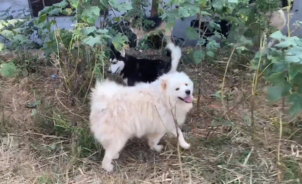 因为6000治疗费被抛弃的哈士奇，历经10个月，它已经成为纯纯二哈