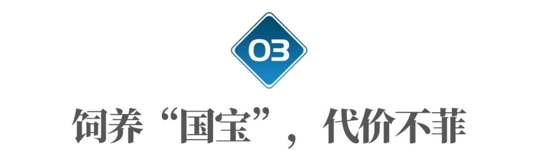 国宝熊猫丫丫回国了吗,国宝熊猫丫丫真的回国了吗