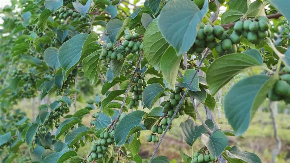 四川雅安糖心苹果自然采摘,雅安苹果采摘