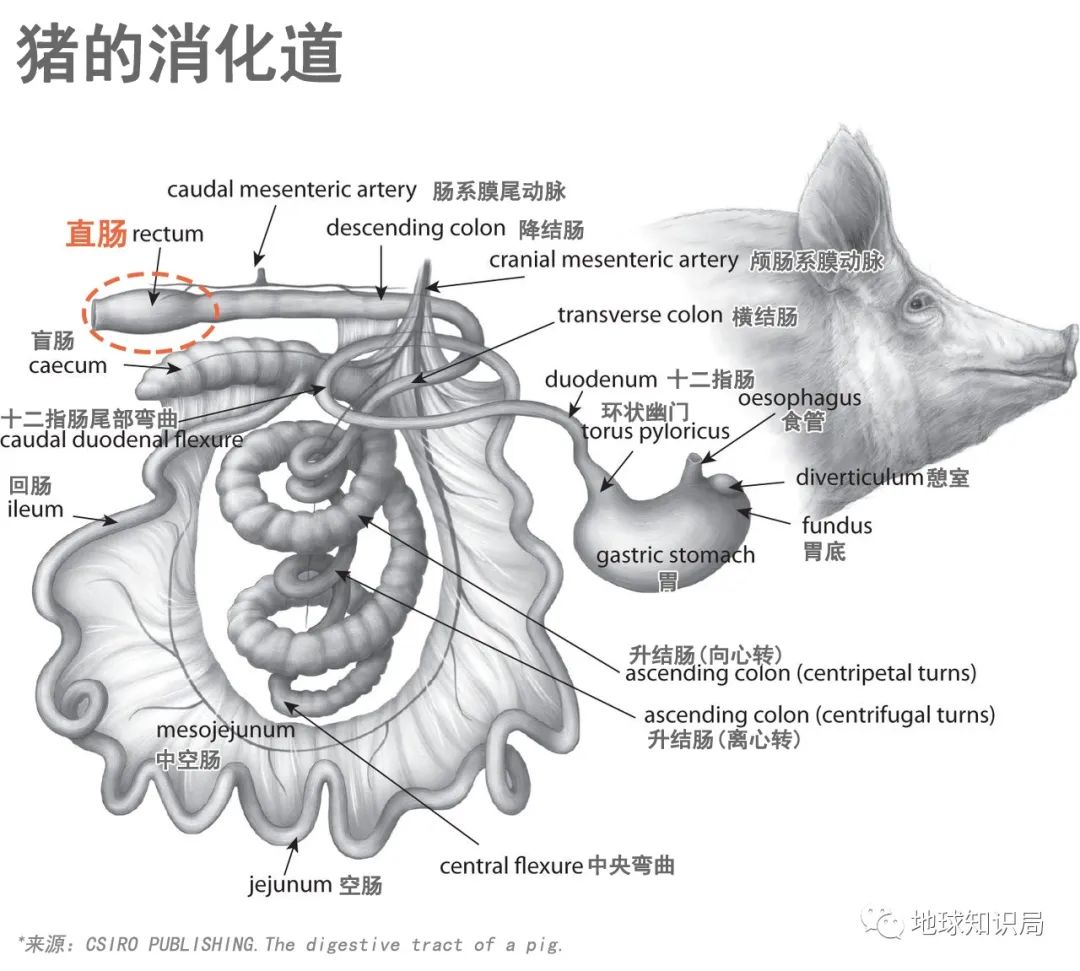 为啥有人喜欢吃没洗干净的猪大肠,猪大肠为什么不洗干净