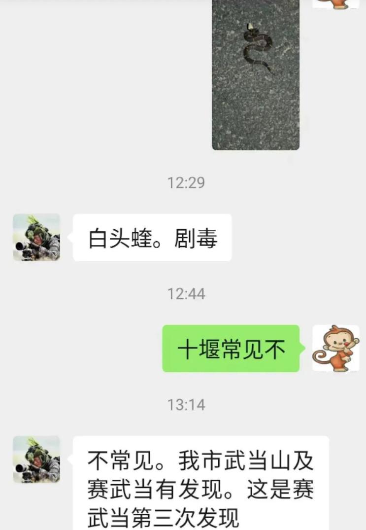 剧毒白头蝰蛇,国内发现的稀少的剧毒蛇