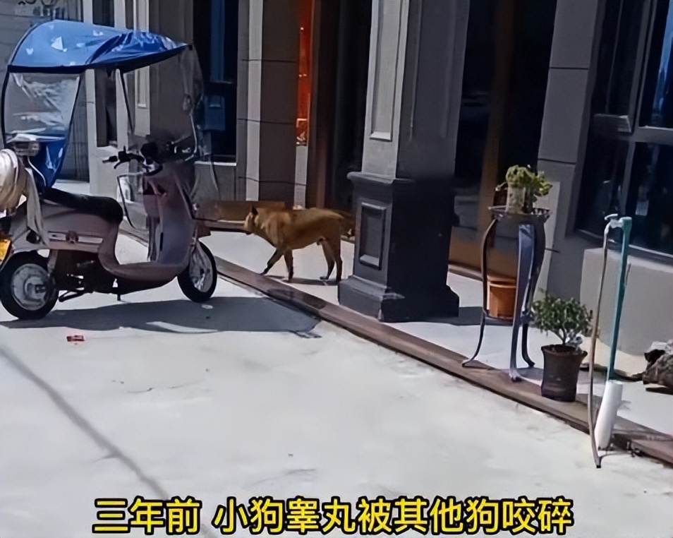 狗连续3年对兽医狂吠,狗因被割睾丸3年连续狂吠兽医