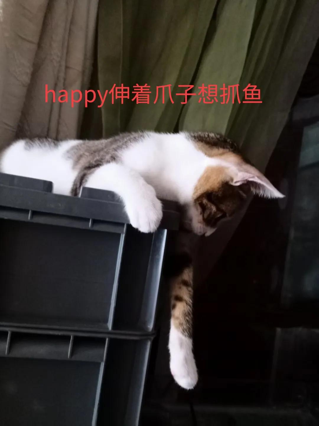 happy鎴戠殑濂冲鎻掓洸,浣爃appy鎴戜篃happy