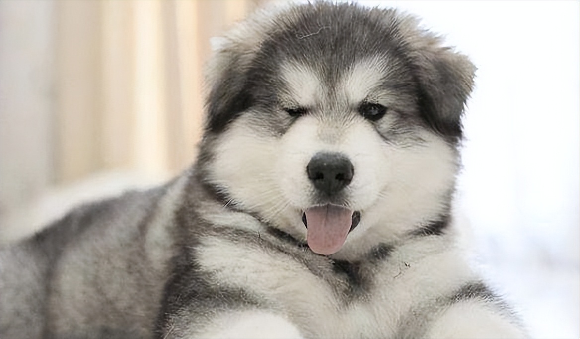 饲养阿拉斯加,阿拉斯加犬怎么饲养最好看