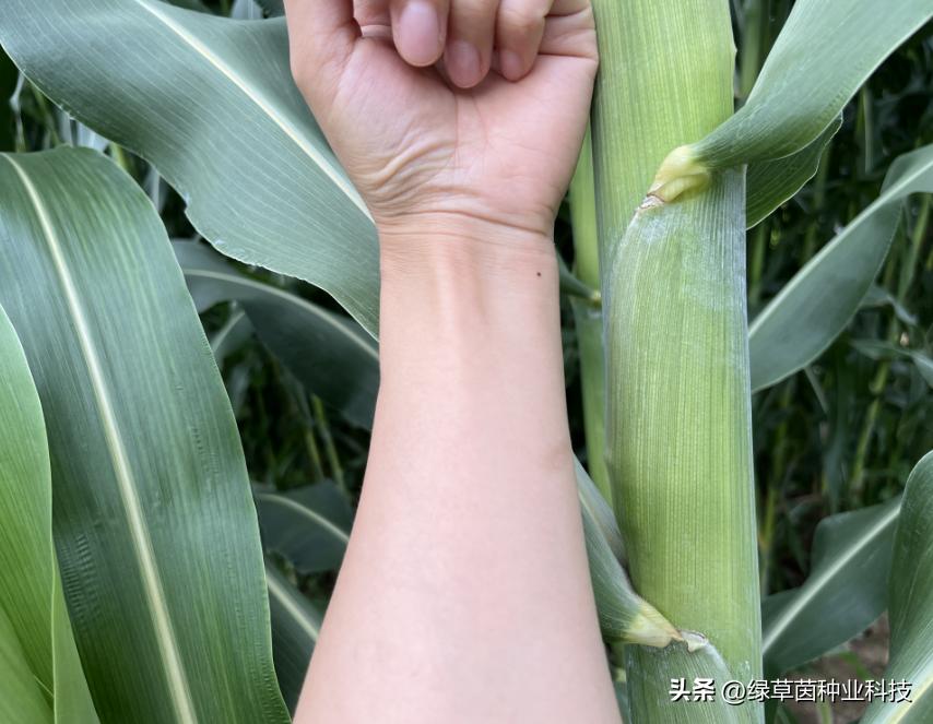养殖牛羊种什么青饲料好,饲养牛羊种哪些牧草好
