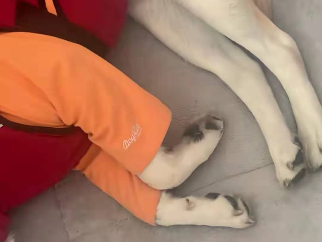 菲尔顿之冬天狗狗一直发抖？六大原因，可能是在向你求救