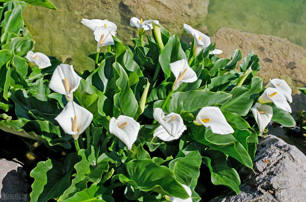 菊花百合花马蹄莲太阳花花语,酒红色马蹄莲花语象征与寓意