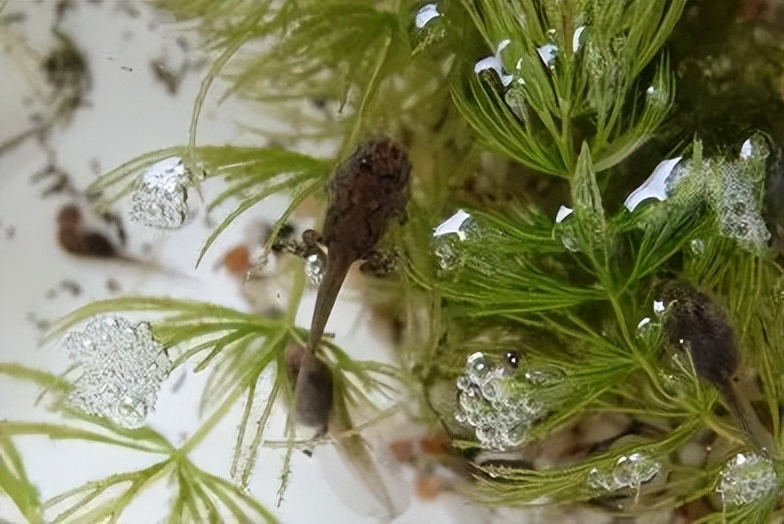 「原来欧洲有这么多种蛇？！」偷师卡塞尔的豢龙大师·下