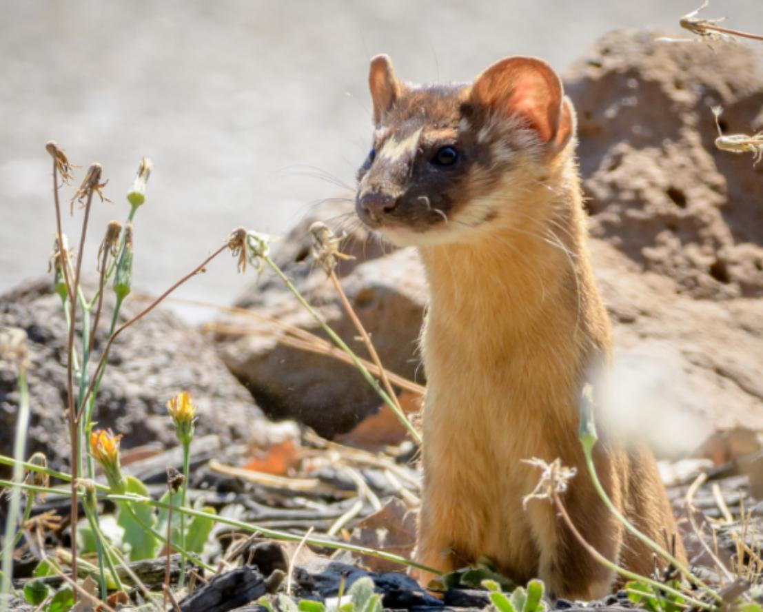 湖北一钓友常被黄鼠狼“打劫”,钓鱼佬被抢劫