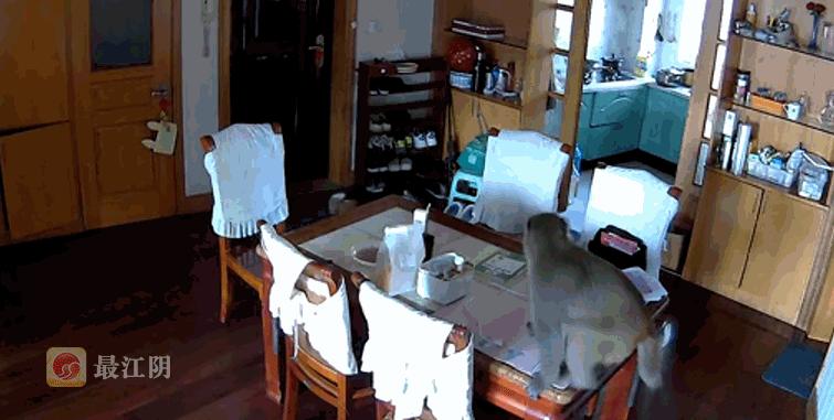 无锡人注意了,猴王出逃