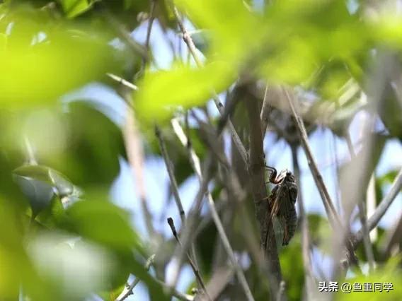 五月九毒日的禁忌,五月九毒日禁忌有科学道理吗