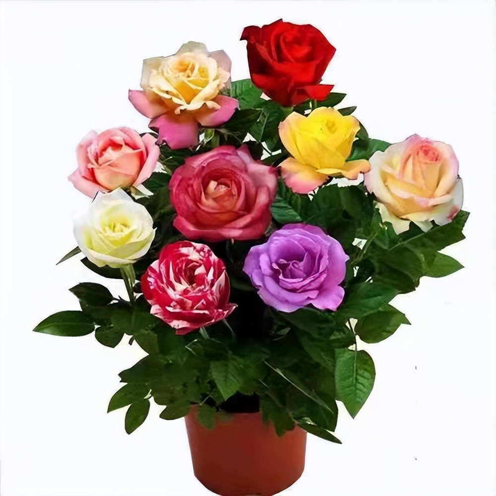 多色玫瑰混搭图片,多色玫瑰品种大全介绍