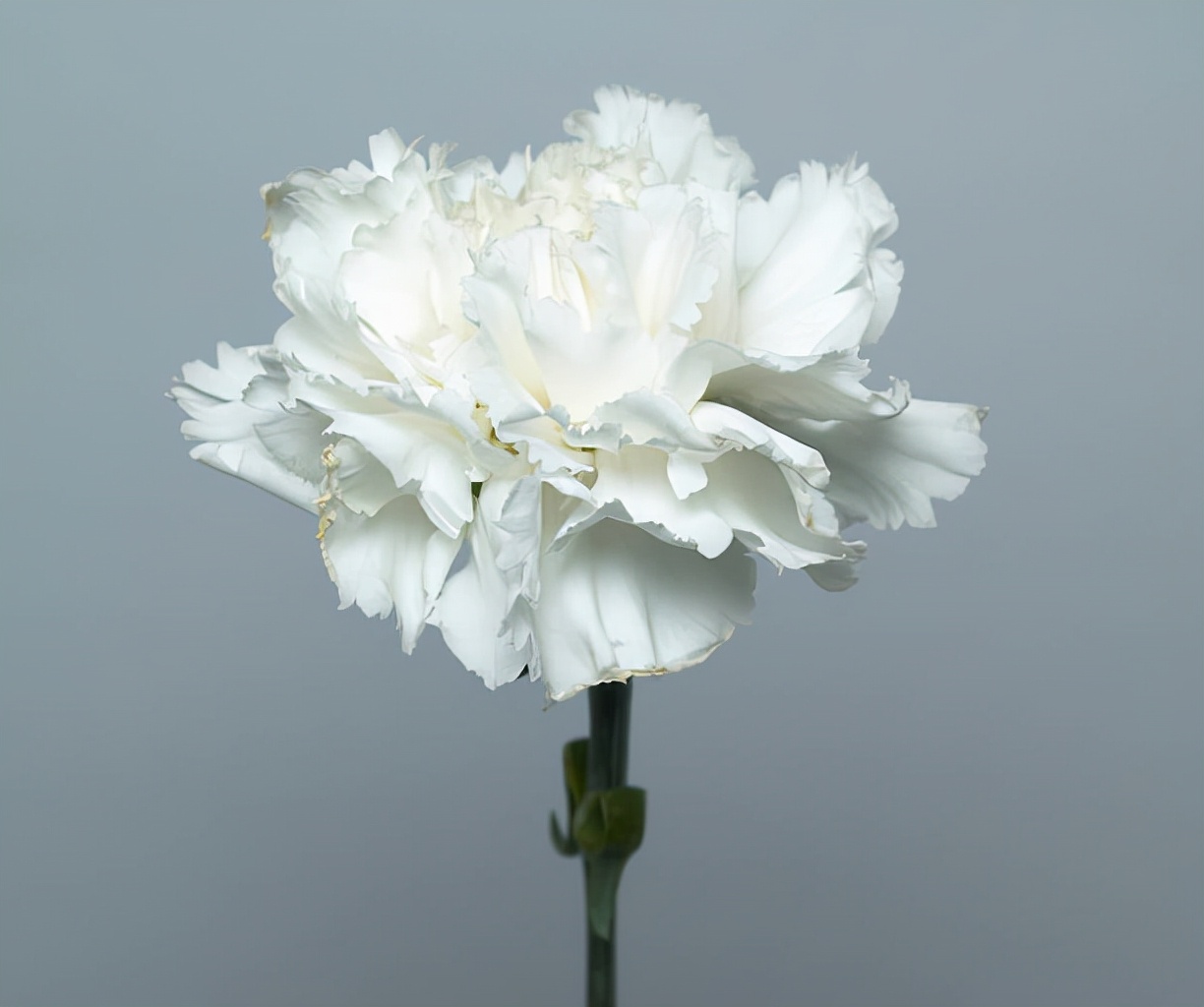 澶栧浗缃戝弸楠楀眬,澶栧浗璧勬湰鍧戜簡鍝簺鍥藉唴浼佷笟