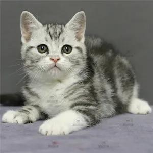 如何挑选健康猫咪,如何挑选一只健康的猫咪