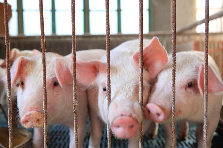 如何养好母猪四种方法,养好母猪技术大全