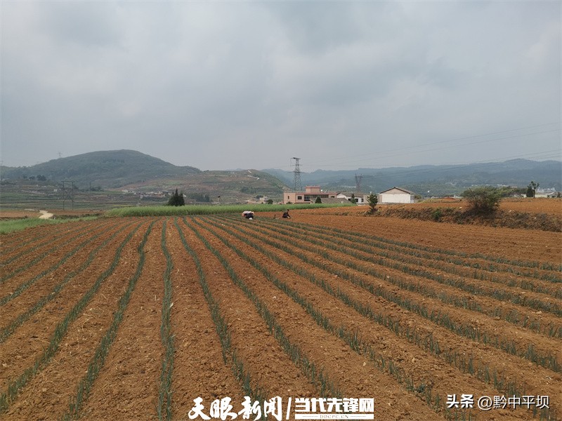 一根葱，“万元田”充值“亿元财”！平坝区天龙镇二官村敢为人先的大葱产业致富经