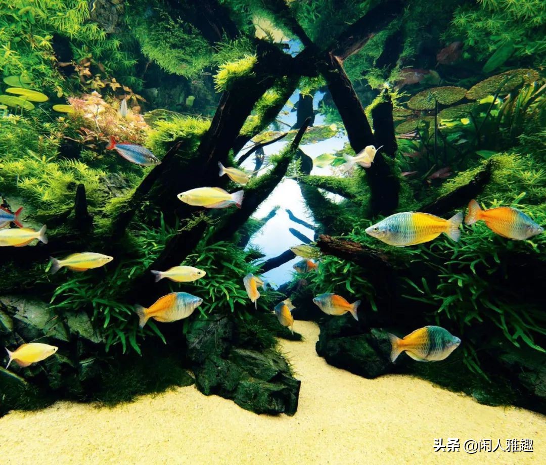 1.8米长水陆缸与草缸结合,组合式草缸