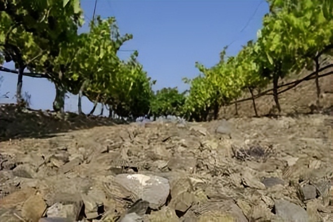 葡萄酒基础知识教程电子版,葡萄酒器具大全