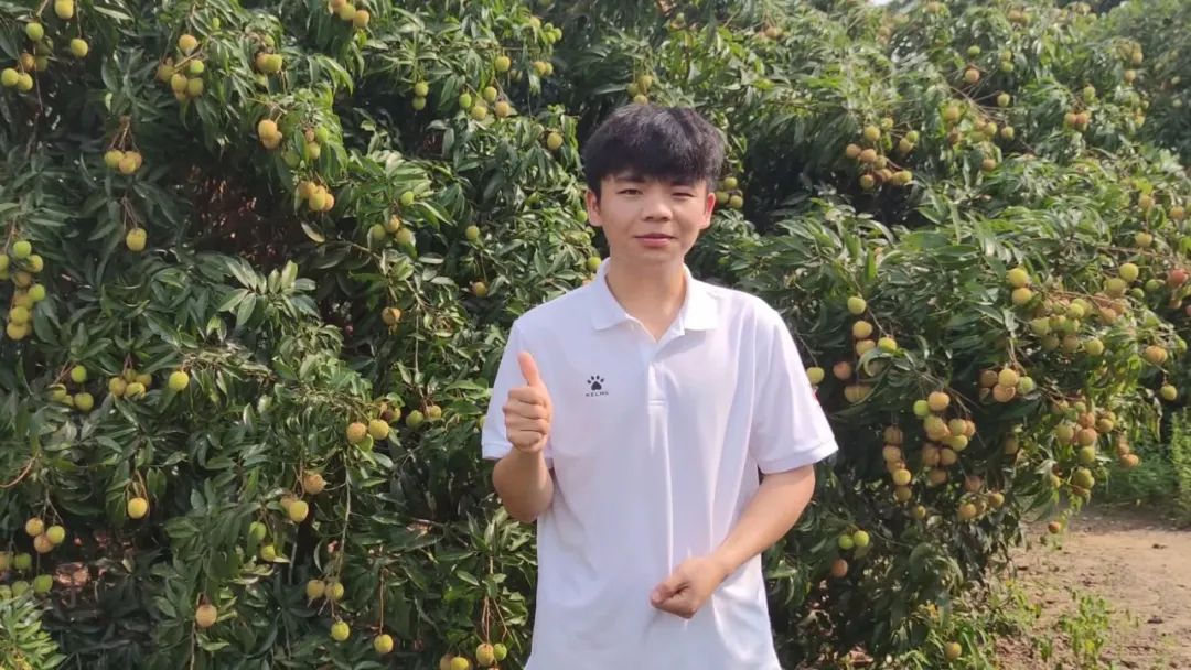 一棵大荔枝树一年能赚多少钱,一棵荔枝树卖几十万