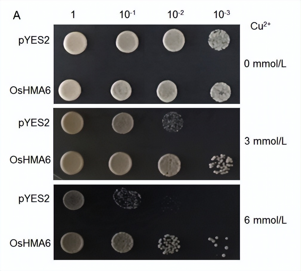 现代农业研究：水稻重金属P型ATP酶OsHMA6可能是铜外排蛋白