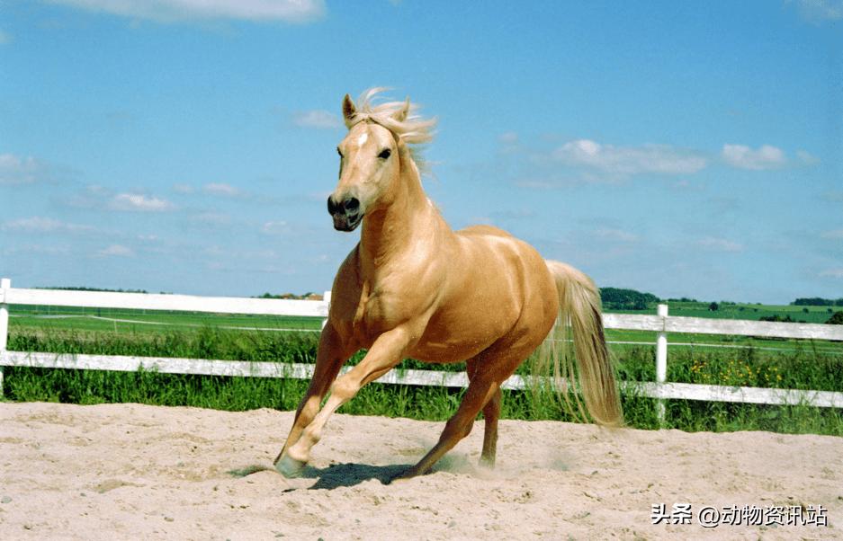 马能跑多快最好,马能跑多快视频