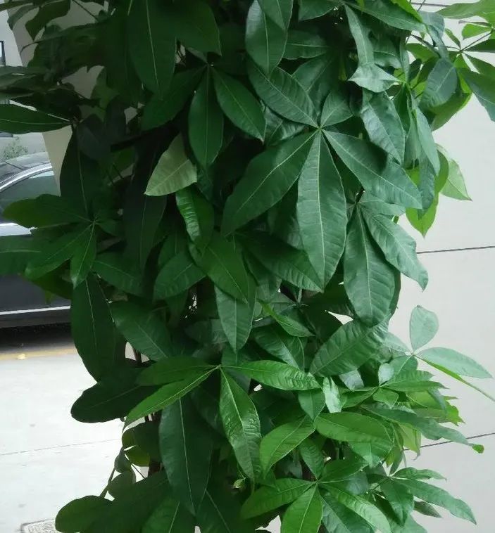 招财树叶子枯黄掉叶小妙招,招财树叶子发黄掉落怎么补救