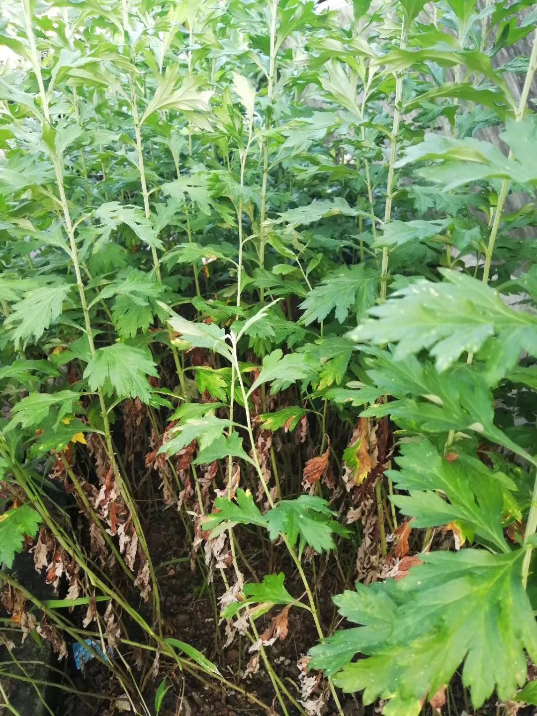 红尘有田园之九——艾草