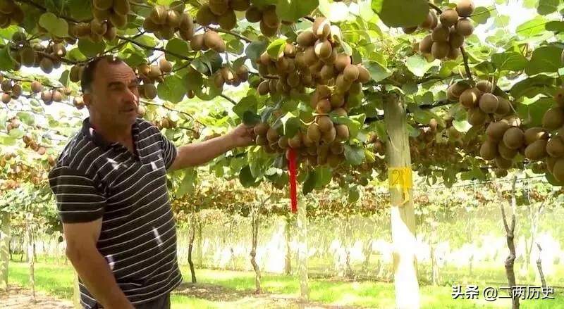 翠香猕猴桃和新西兰奇异果,新西兰猕猴桃黄金奇异果