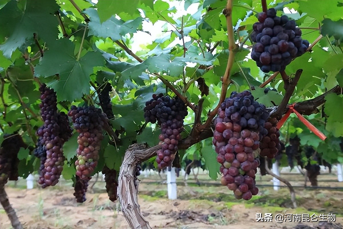 葡萄干瘪了还能再饱满吗,葡萄还没熟就干瘪掉怎么回事