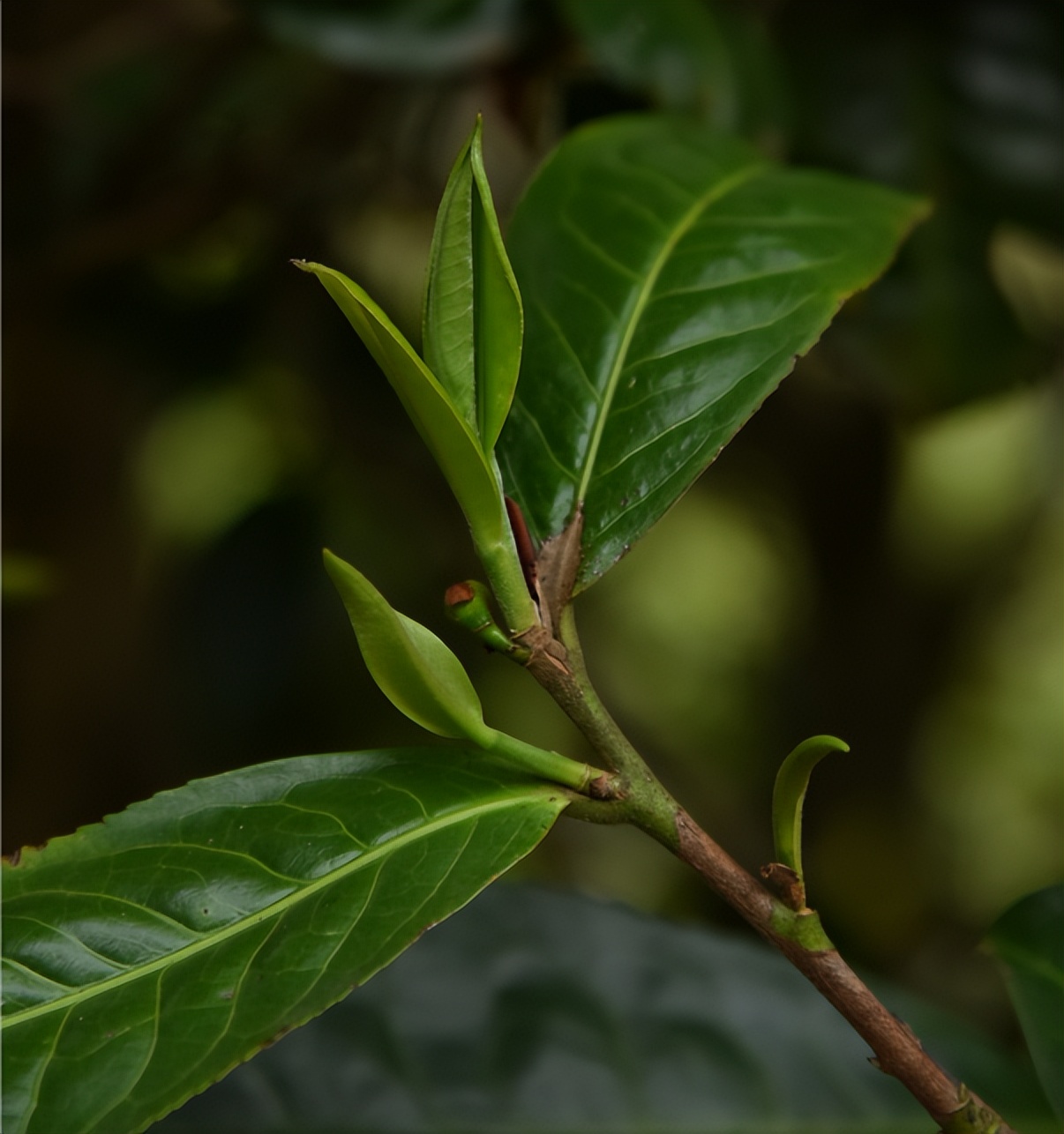 冰岛茶叶五寨价格,冰岛五寨普洱生茶价格