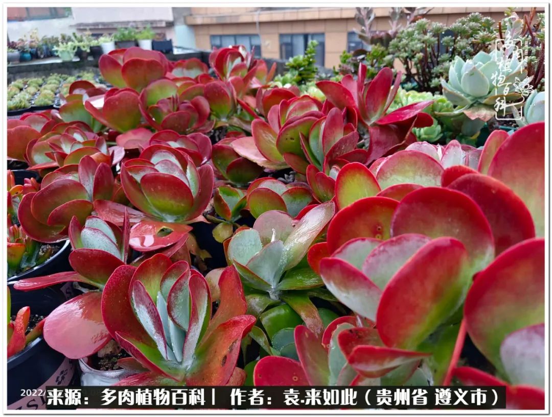 多肉和鲜花并存更养眼,最养眼的多肉品种