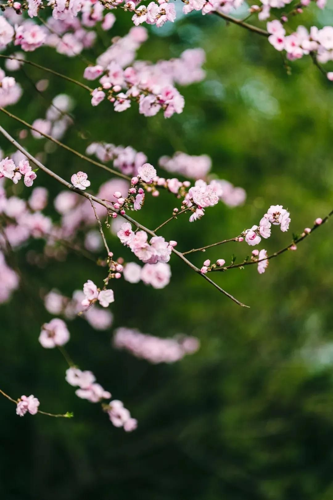 中国历史上第一*男美**，在中牟种花饮酒