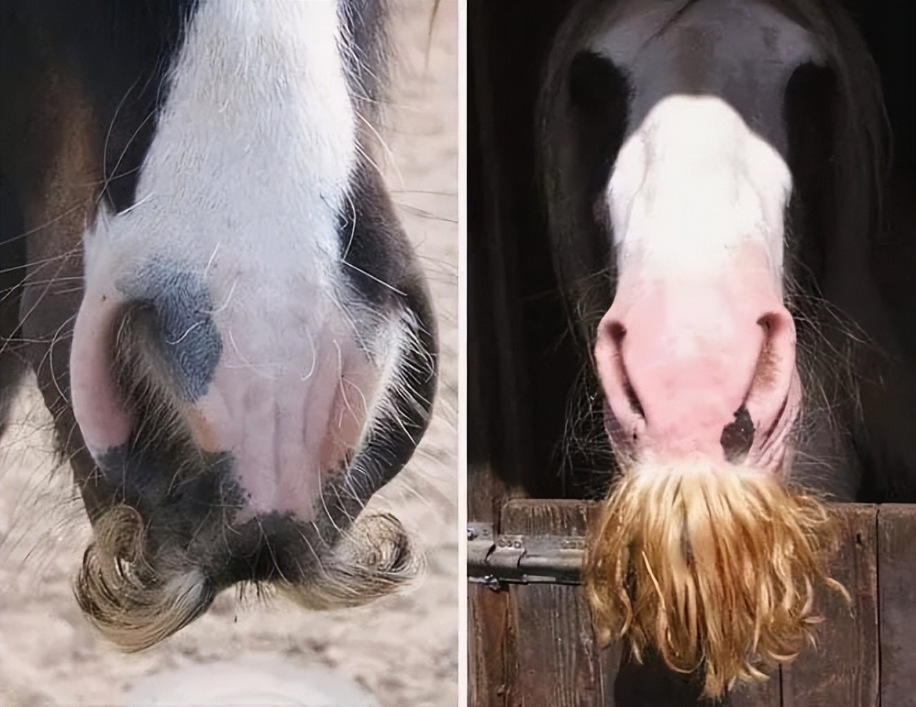 15张罕见趣味图令你眼界大开,令人大开眼界的18张照片