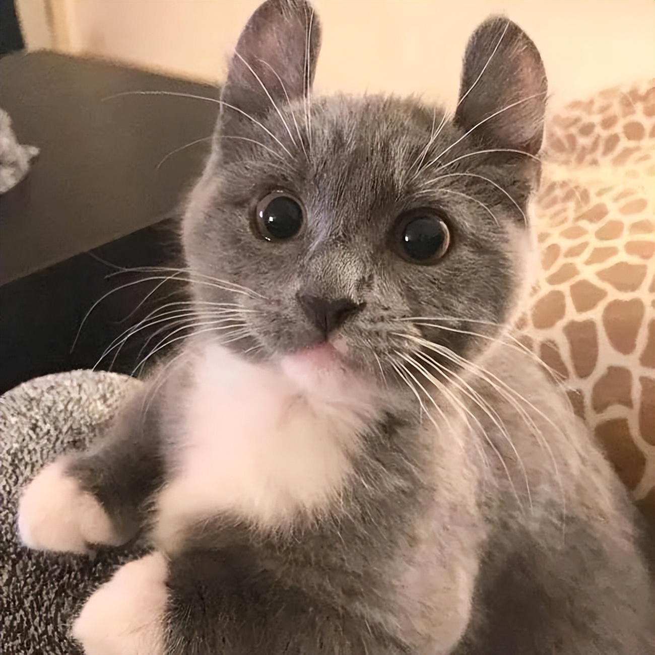 家猫常见的8个品种,常见的家猫都是什么品种