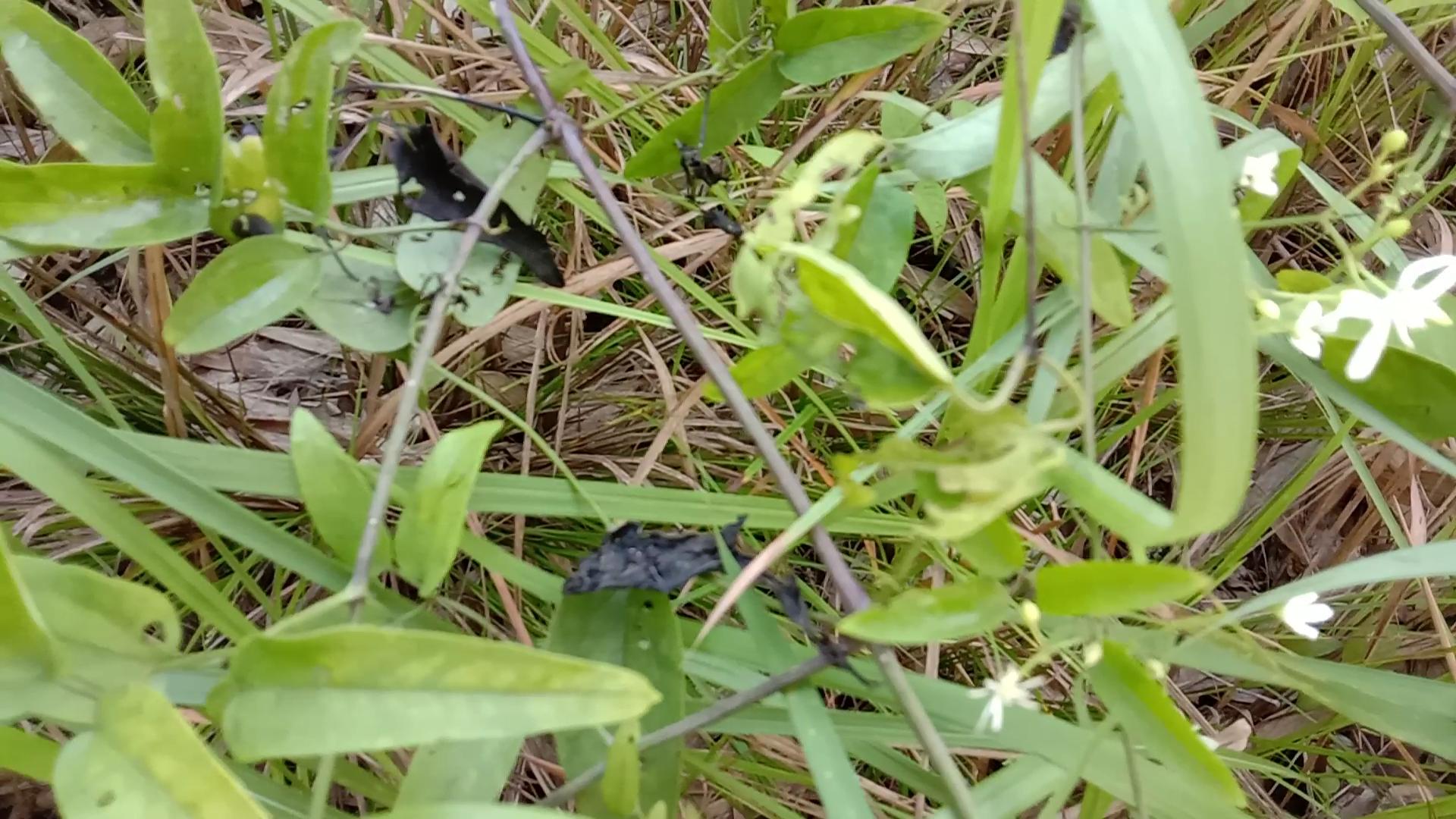 80岁老人脚风湿用什么泡脚,80岁老人泡脚的配方