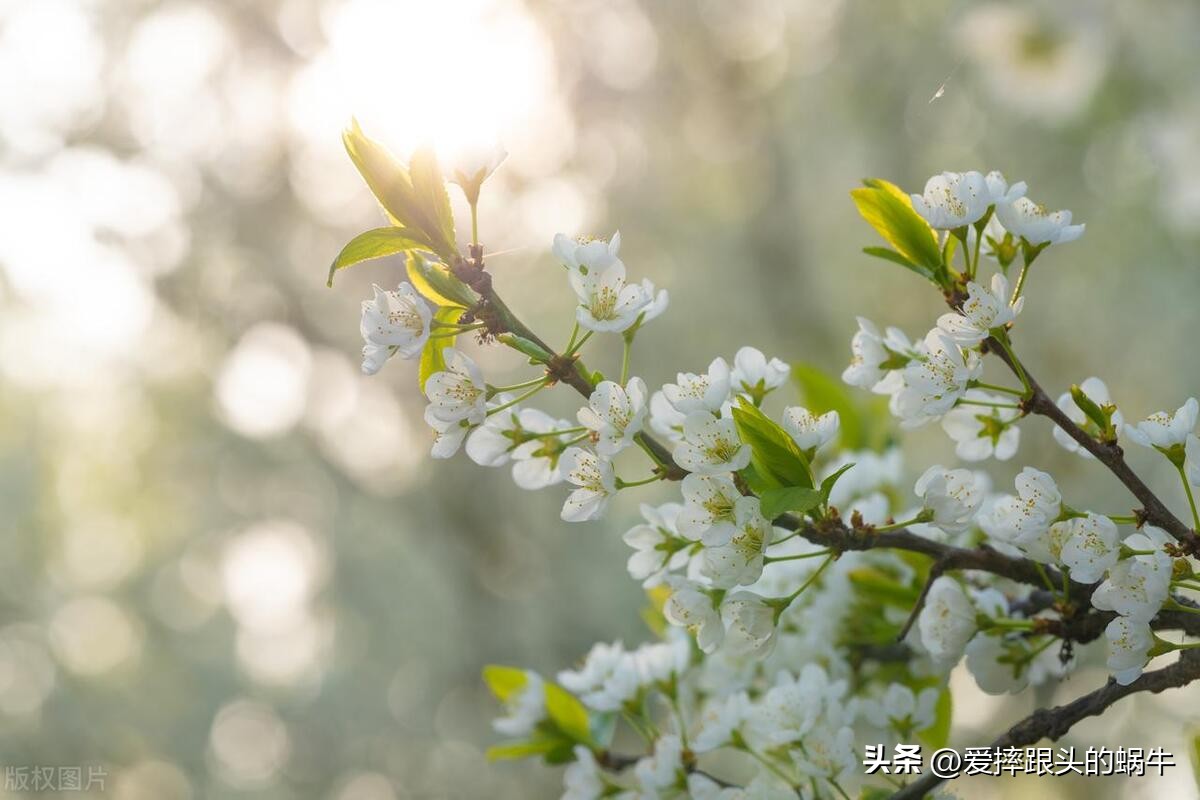 十二花神图谱完整版,工笔画十二花神欣赏