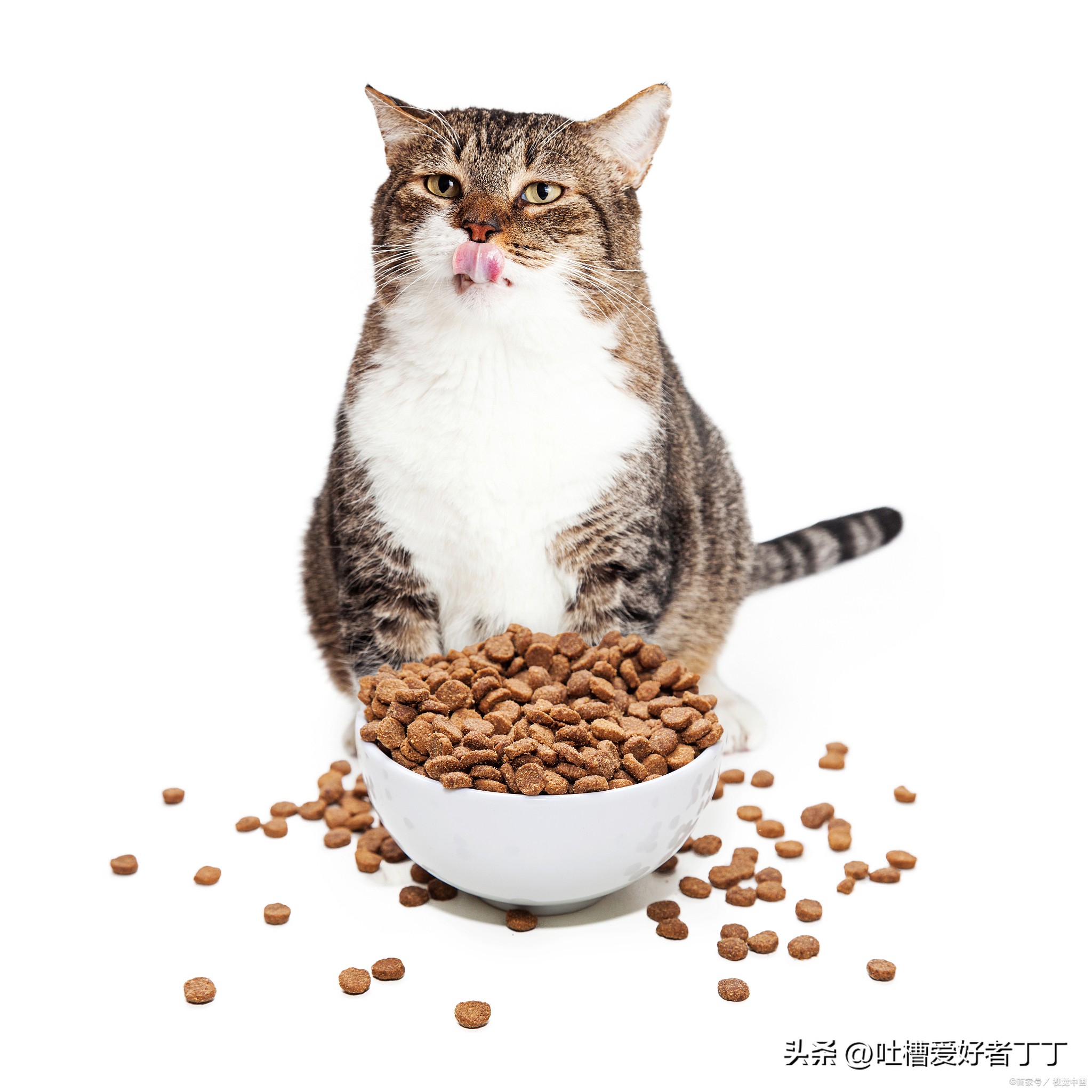 猫咪吃伟嘉的猫粮拉稀怎么回事,猫咪拉稀吃什么猫粮最好