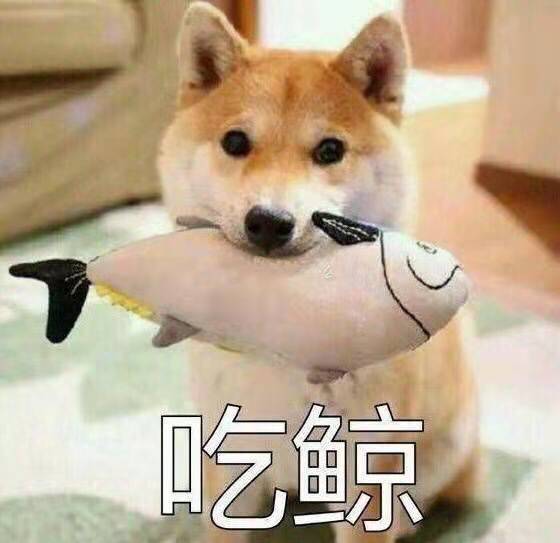 菲尔顿之冬天狗狗一直发抖？六大原因，可能是在向你求救