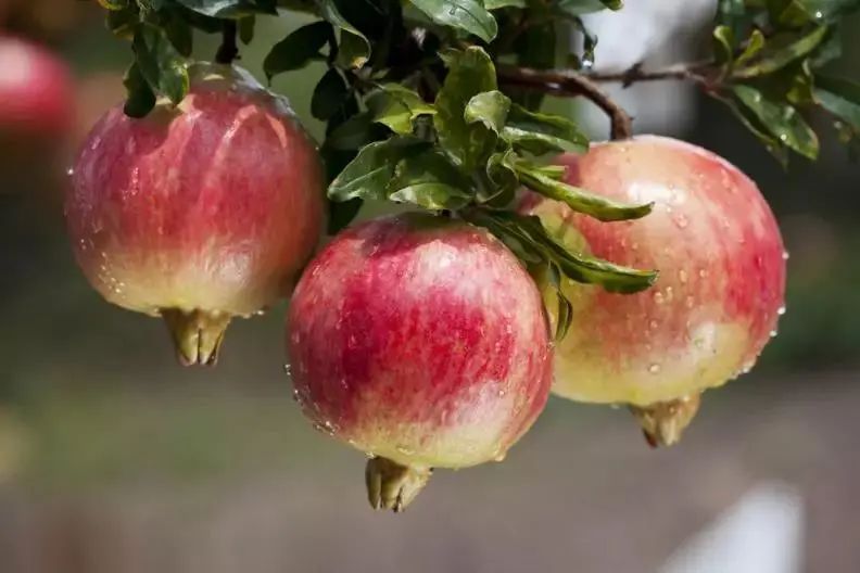四川大山里有啥名贵药材,四川农村的十大特产