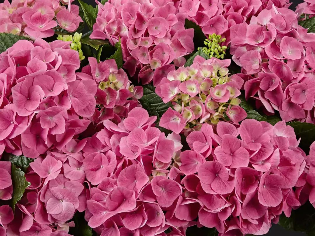 身边一抹蓝,最美蓝色绣球