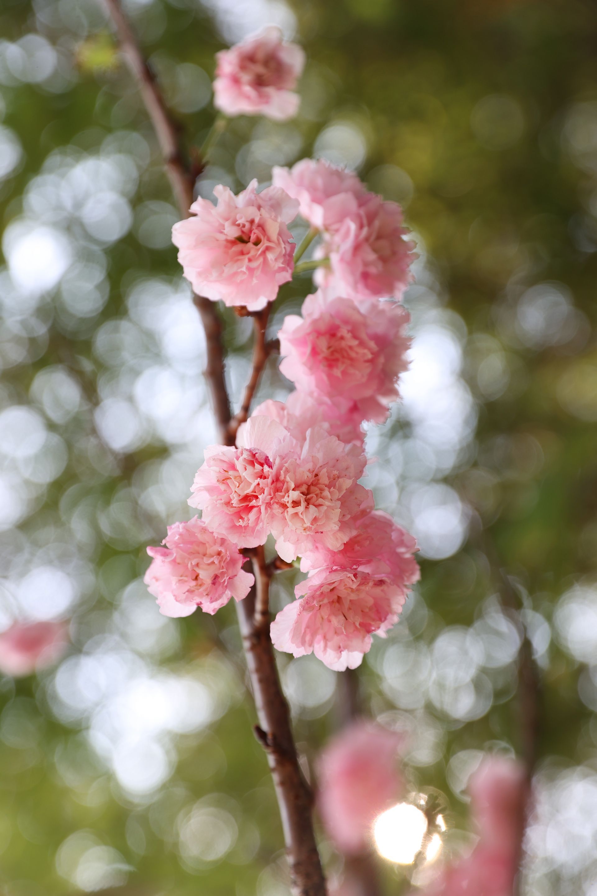 深圳最美樱花在哪里十一月,看樱花不用出门