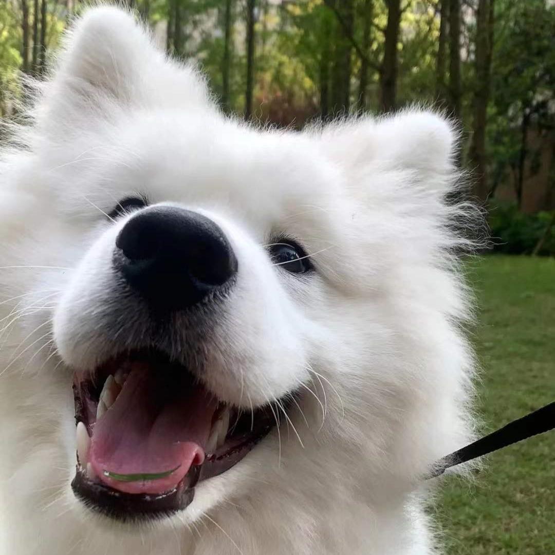 吃清热解毒的中药痔疮出血,痔疮出血中药