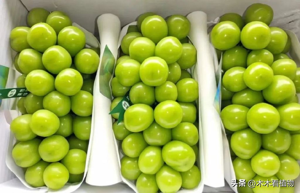 经常吃并不代表着你就了解它，一起来看看熟悉又陌生的葡萄吧