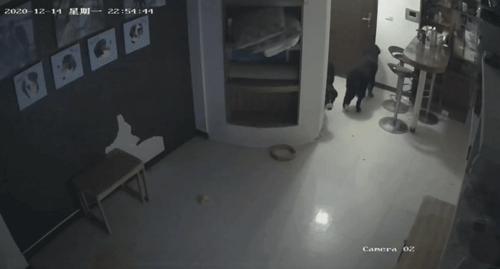 狗狗半夜无故吠叫，主人查看监控吓坏了：门把手在动